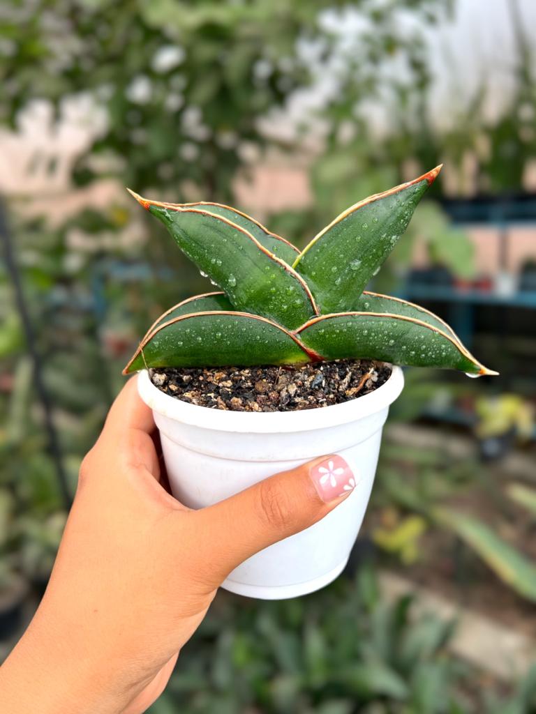 Sansevieria 'Blue' Banana