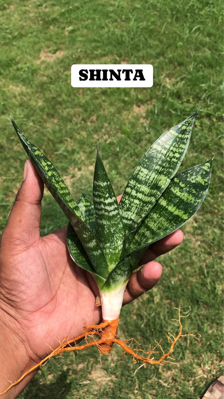 COMBO OF Eight Indonesian Hybrids of Sansevieria named on Hindu Gods and Godesses and from Hindu Mythology