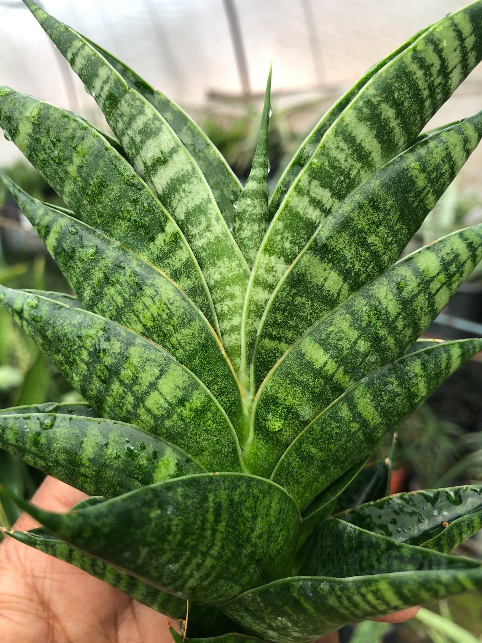 SANSEVIERIA SINDORO