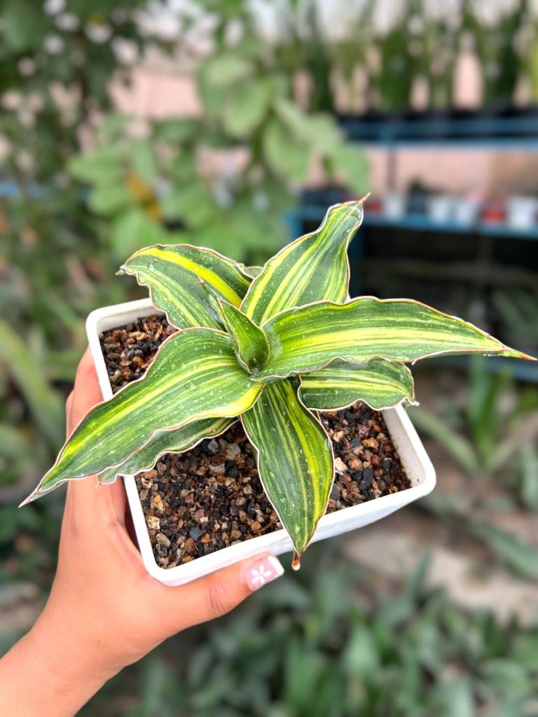 Sansevieria Blue Leaf Variegated (Large)