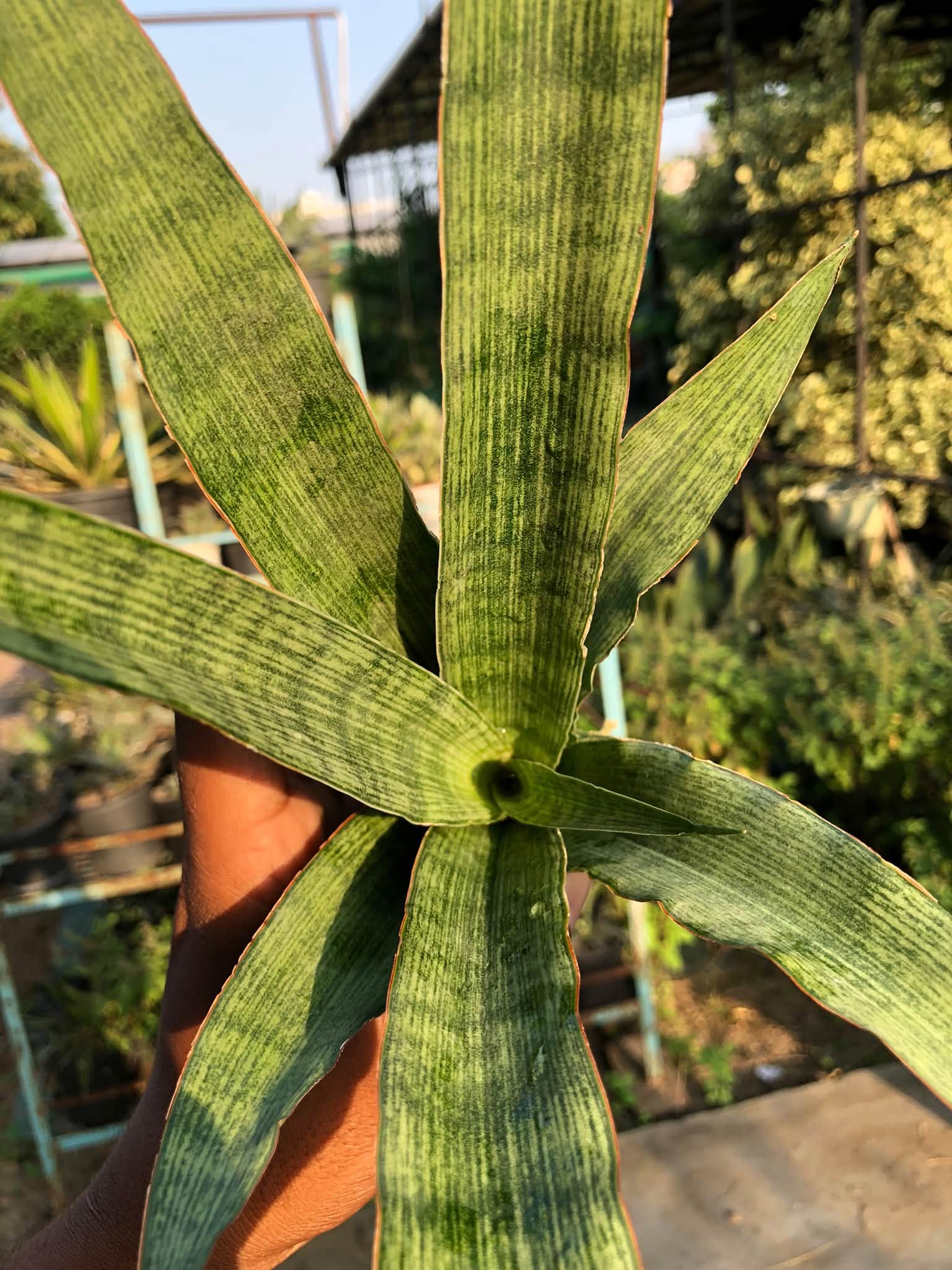 SANSEVIERIA LALYI