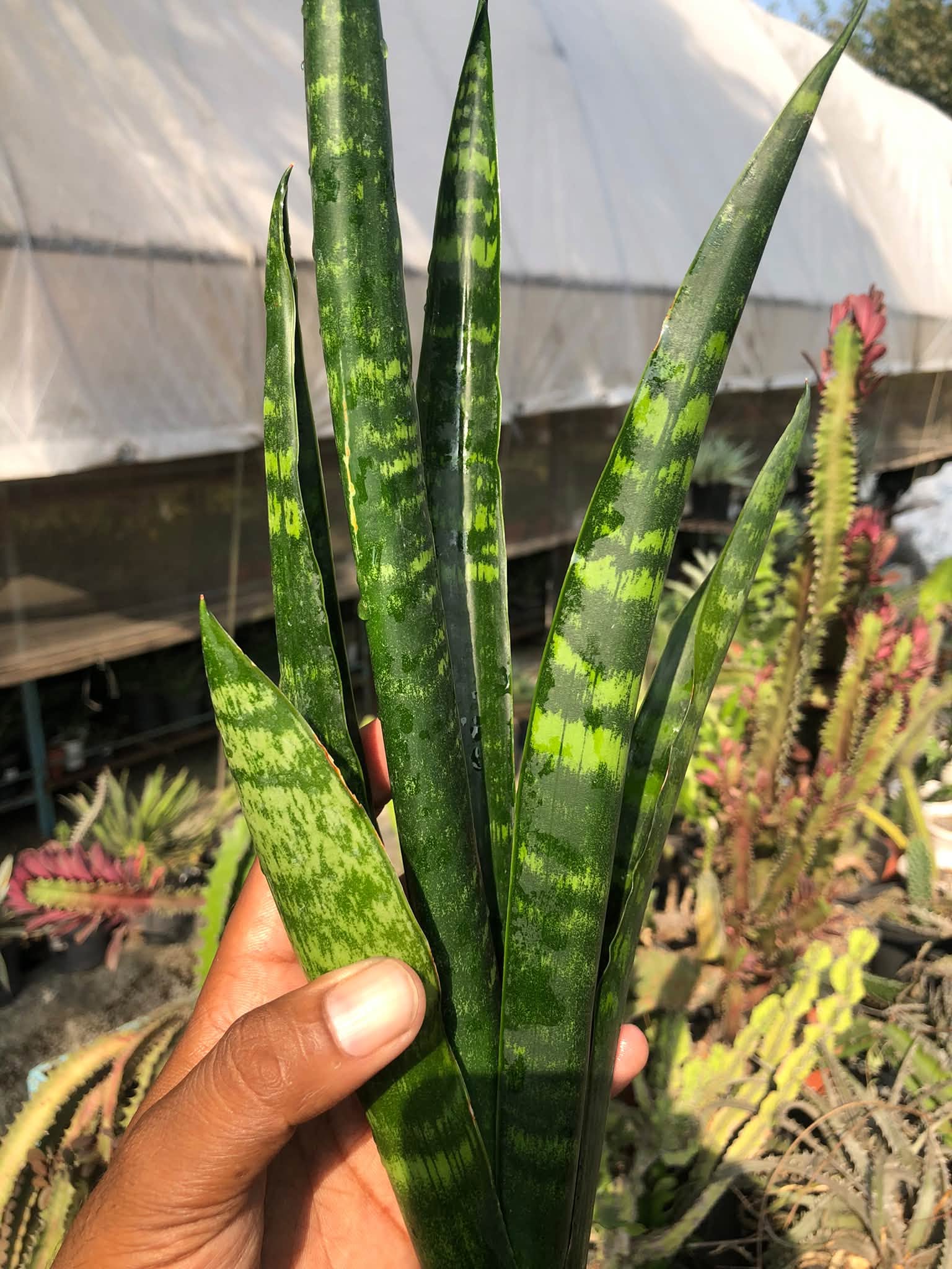 SANSEVIERIA ISTA BLACK
