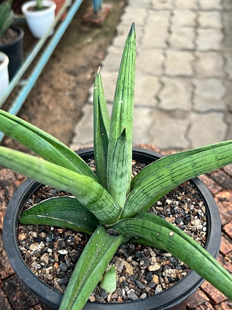 Sansevieria 'Stardust'