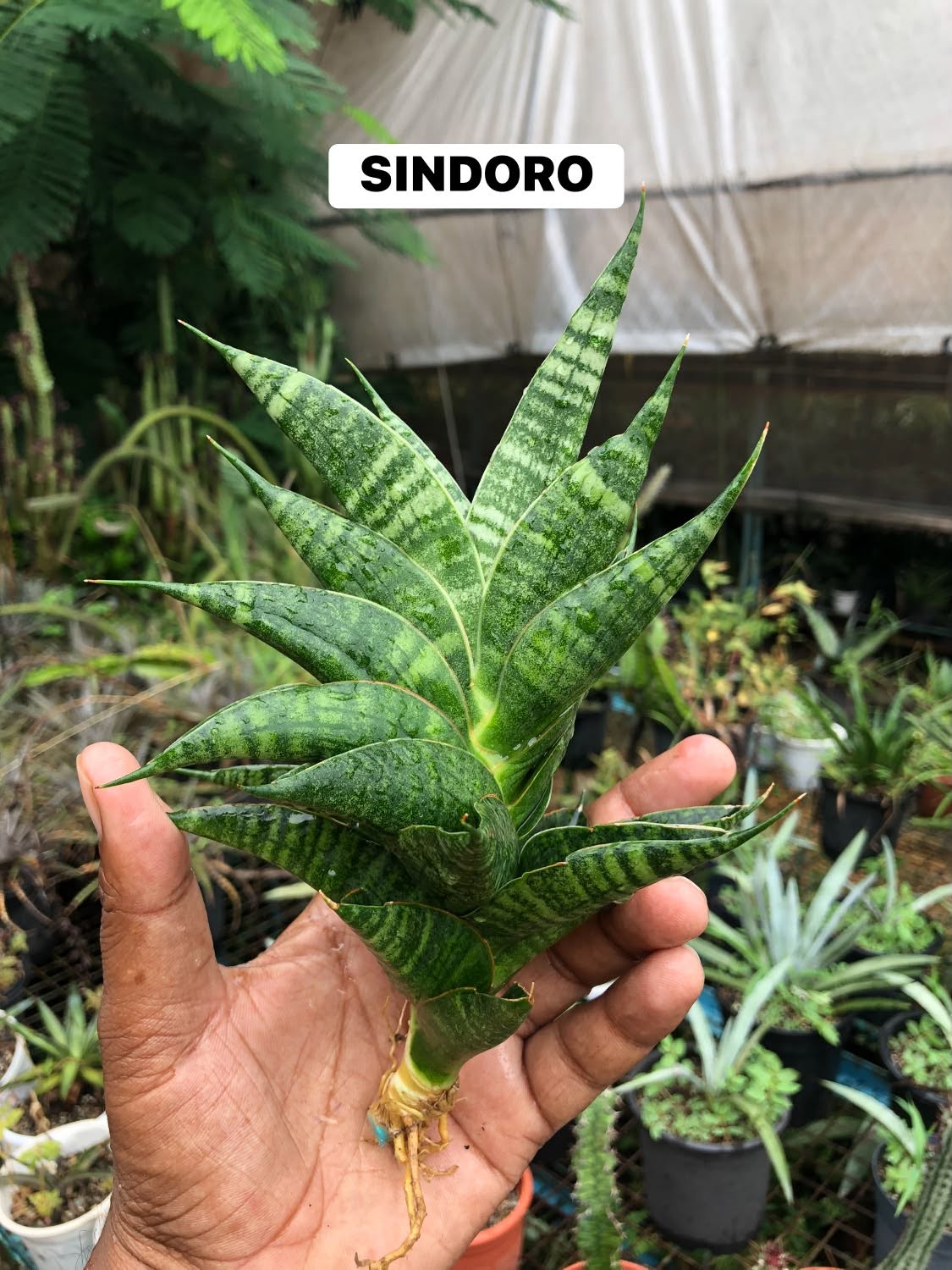 Combo No 27 : Sansevieria COMBO OF 3 PLANTS