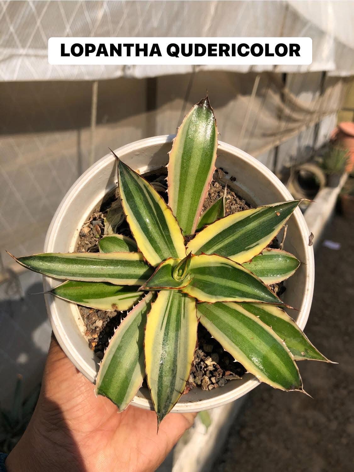 #121 AGAVE/MANGAVE COMBO OF 9 PLANTS