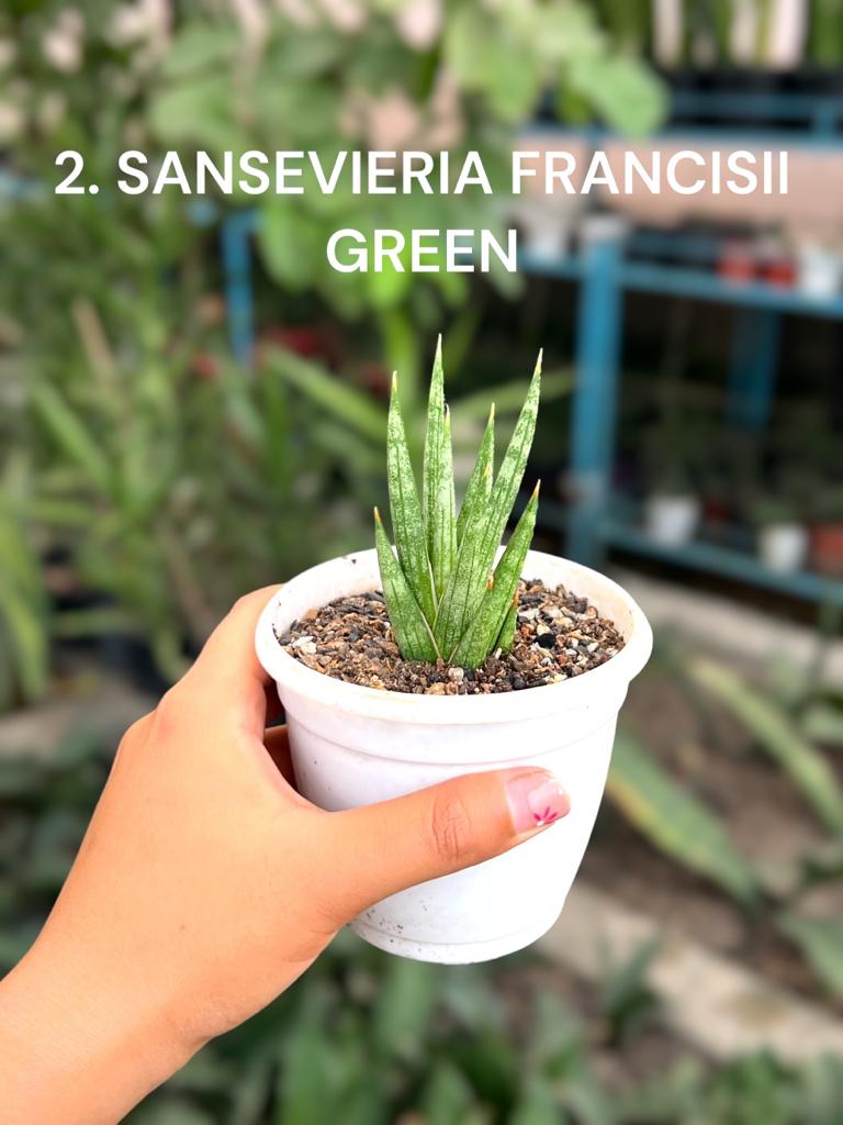 Sansevieria Francisii Combo of 3
