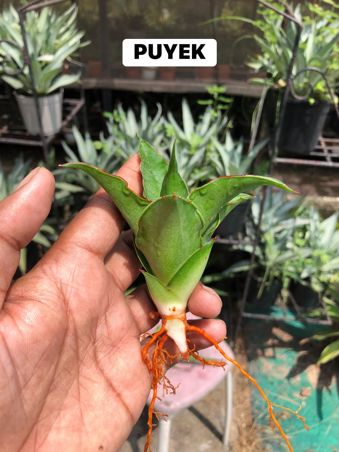 Combo No 16 : Four Popular Sansevieria