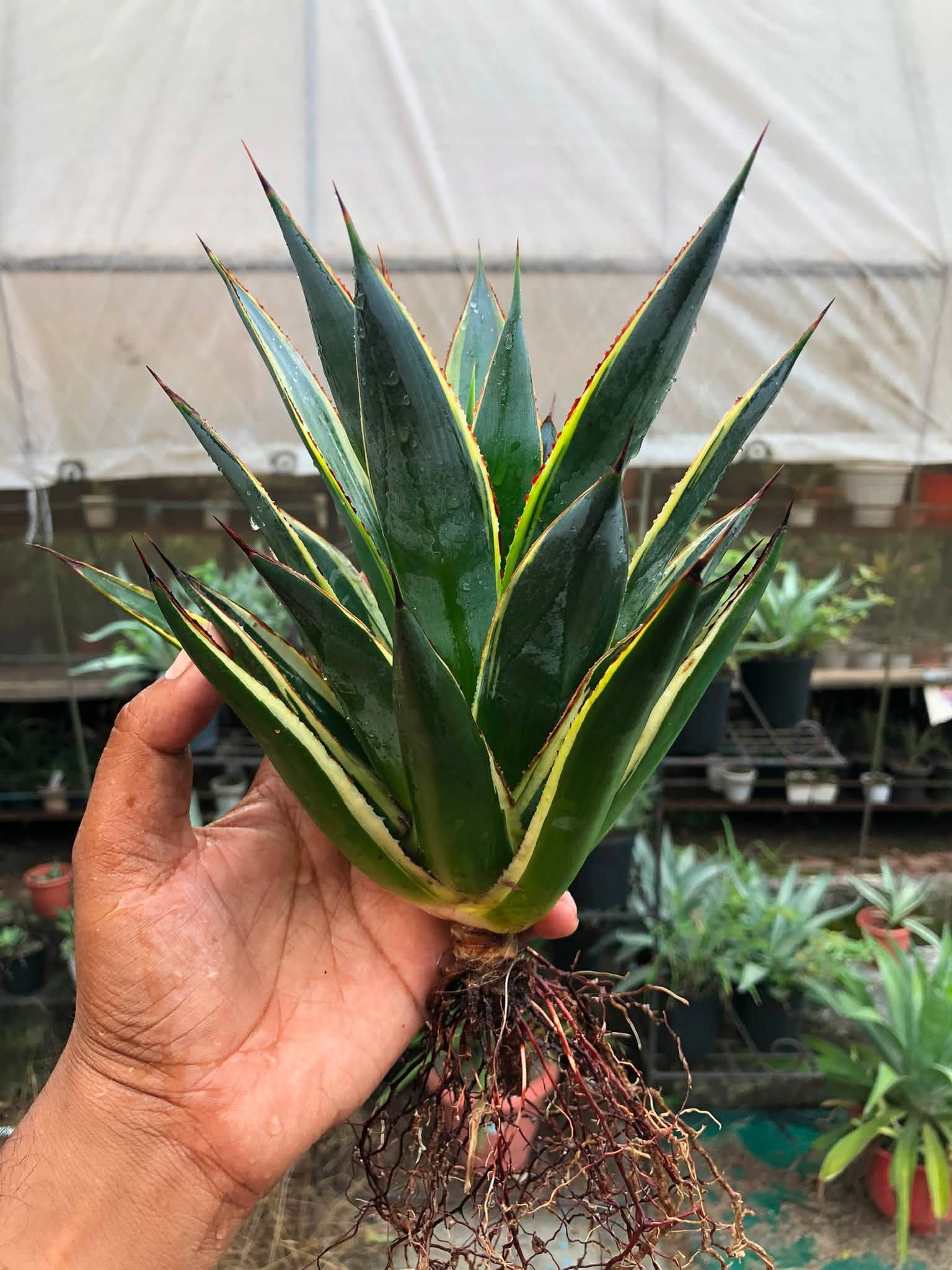 Combo No 19 : AGAVES COMBO SUNGLOW AND SNOWGLOW
