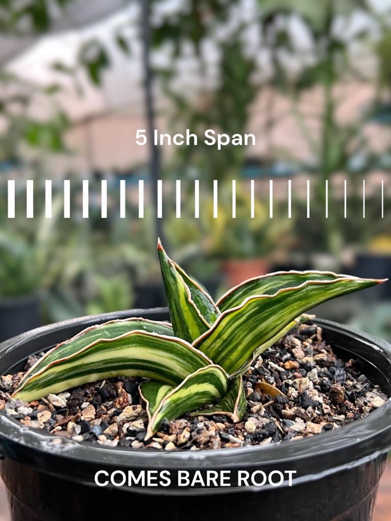 Sansevieria Samurai Variegated (A)