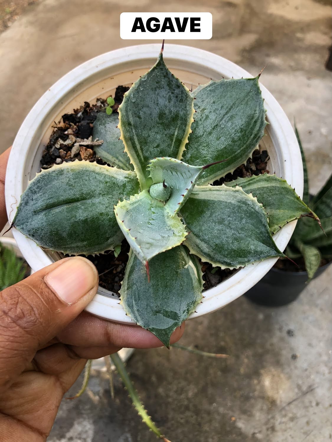 COMBO NO. 38 : COMBO OF 4 DIFFERENT PLANTS