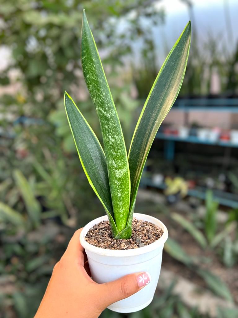 Sansevieria Trifaciata 'Green Arrow'