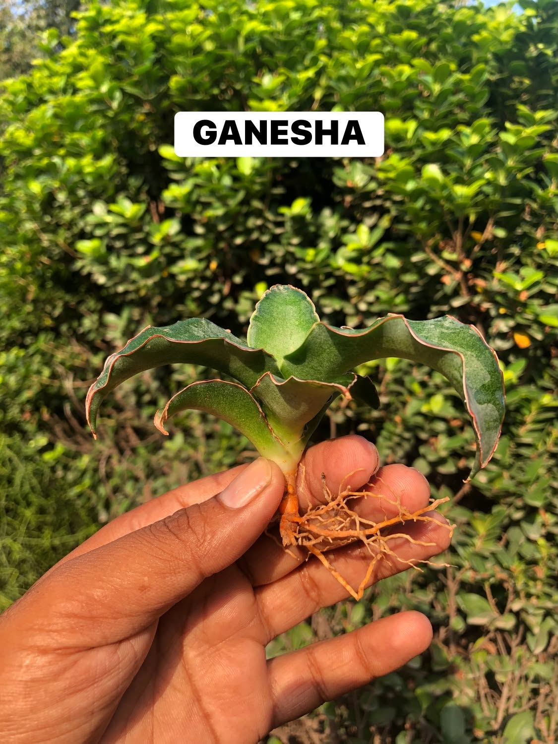 Combo No 25 :&nbsp; 10 Hybrids of Names from Indian mythology Gods/Godesses.