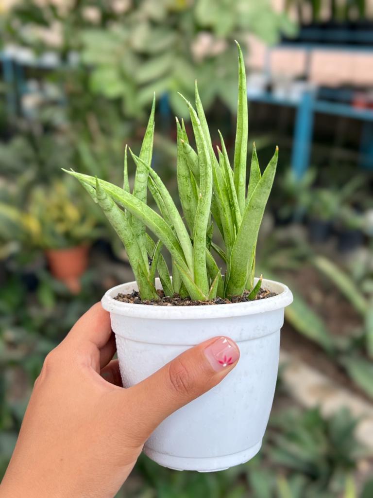 Sansevieria Gracilis Clump