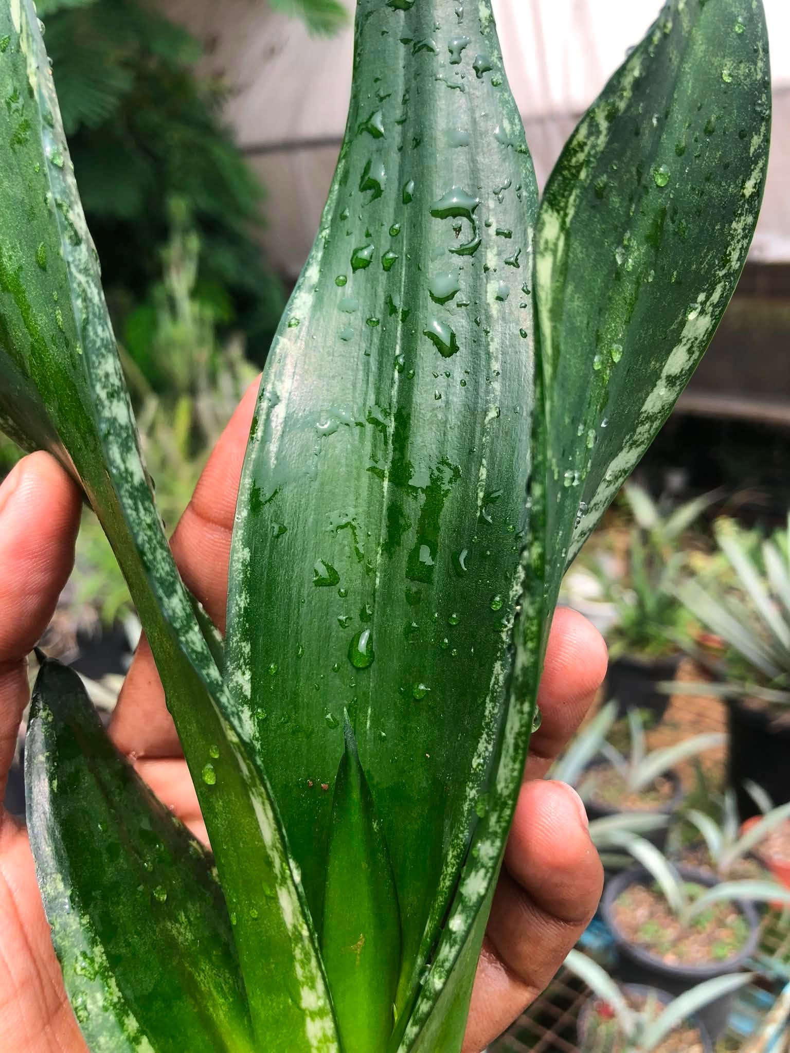 Combo No 20 : SANSEVIERIA COMBO WHITNEY AND FROZEN