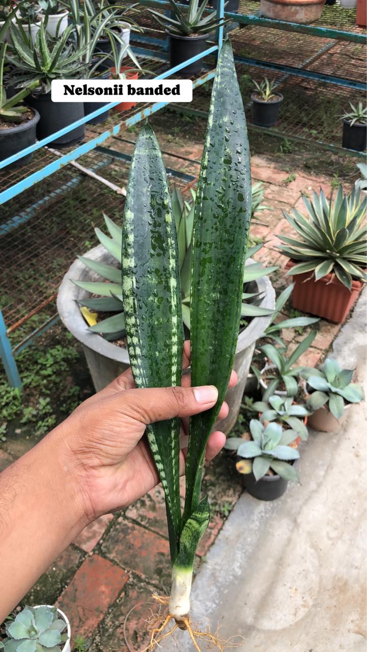 #112 COMBO OF FIVE RARE SANSEVIERIA TRIFASCIATA of NEW GENERATION