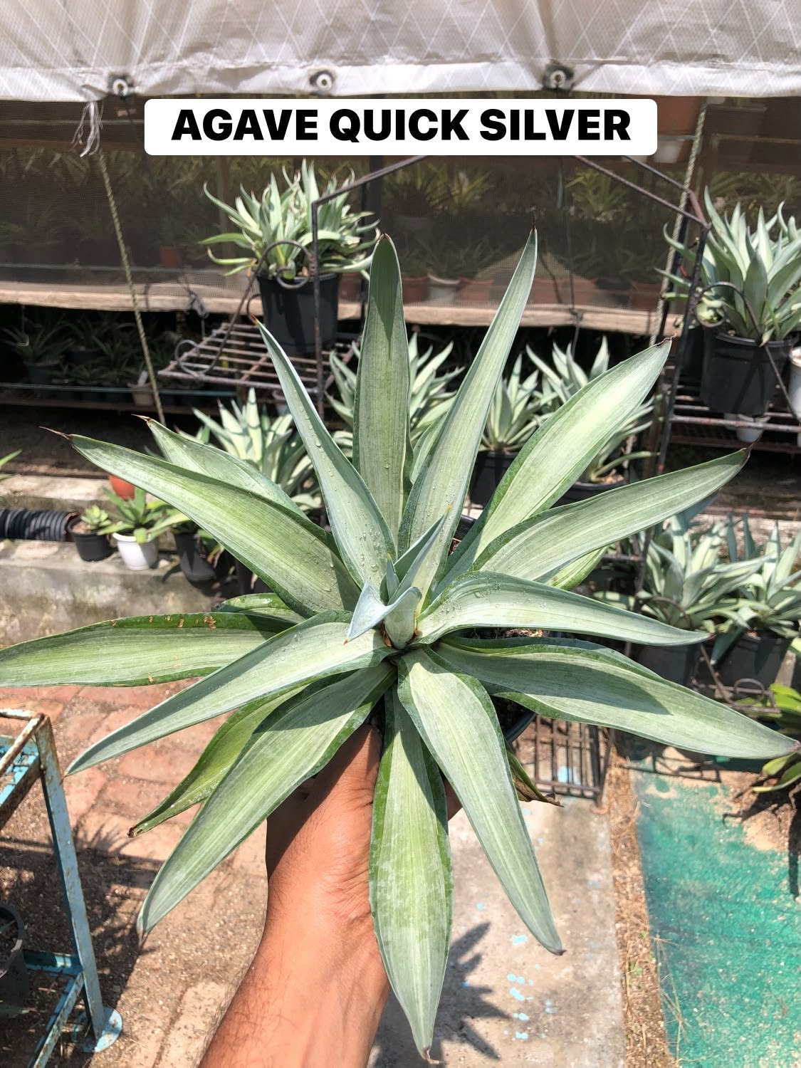 COMBO NO. 31 : COMBO OF 2 AGAVES