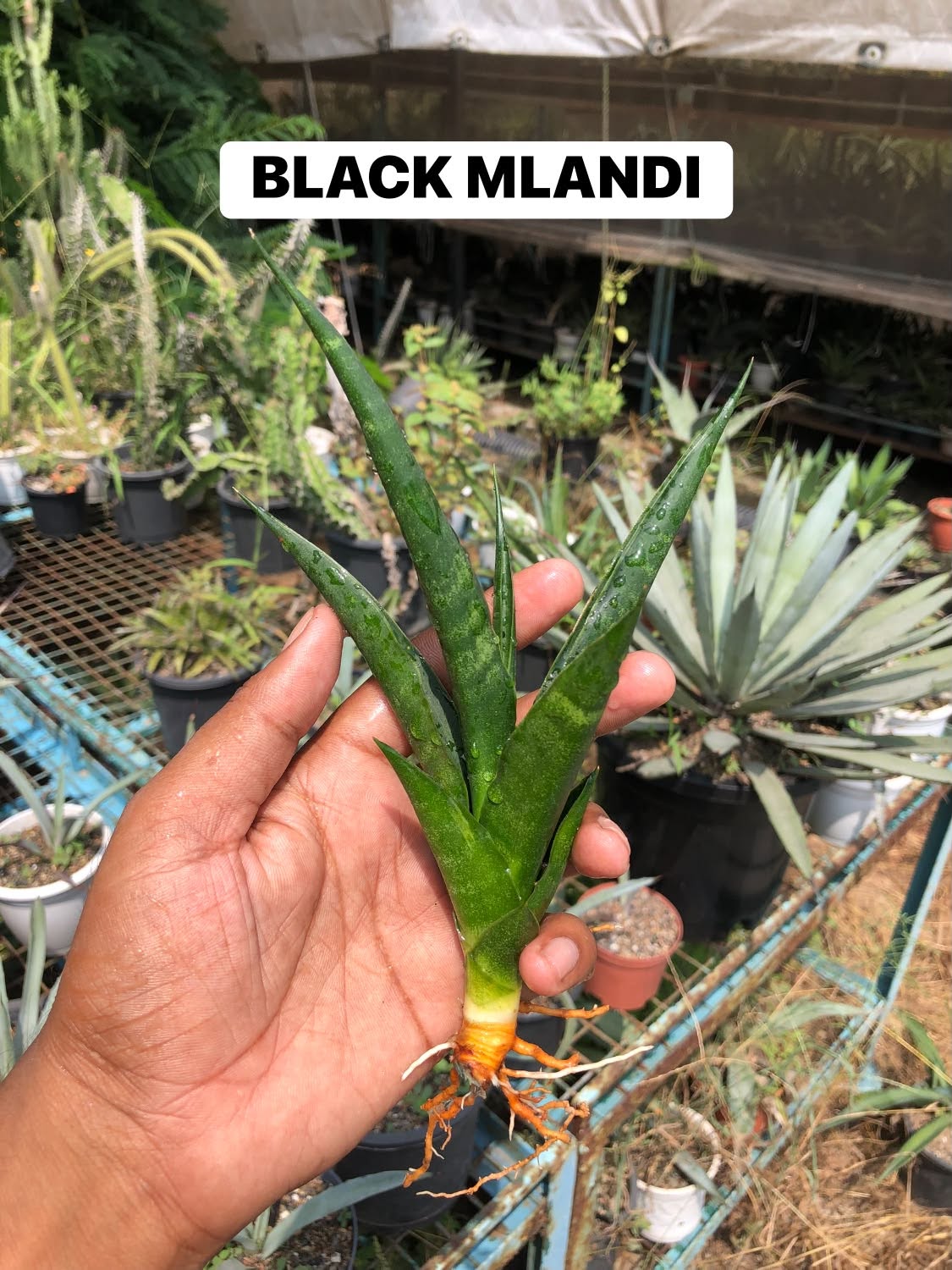 Combo No 21 : Six Popular Sansevieria