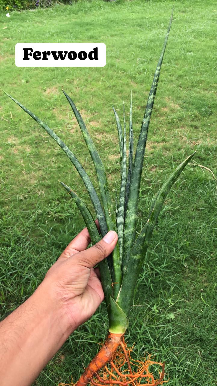 Sansevieria Combo Offer Of 7 (V)