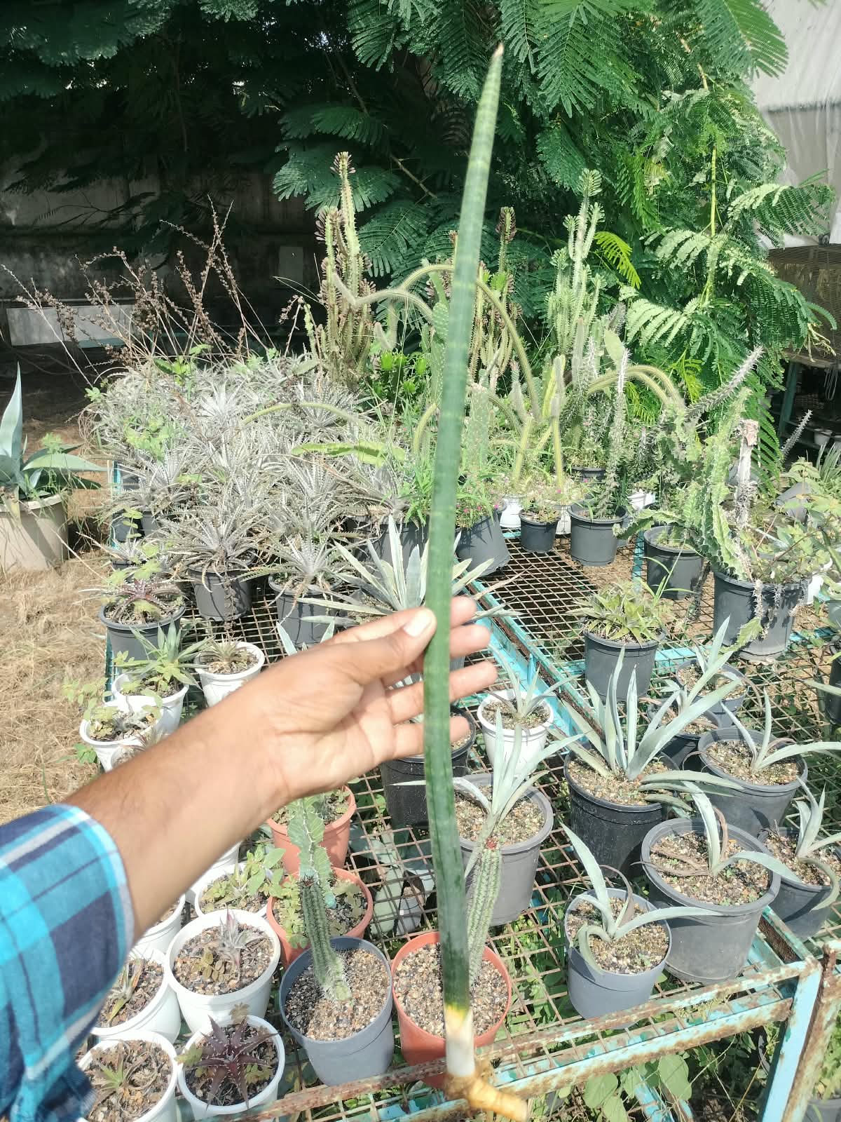 Combo No 17 : Three Large Sansevieria
