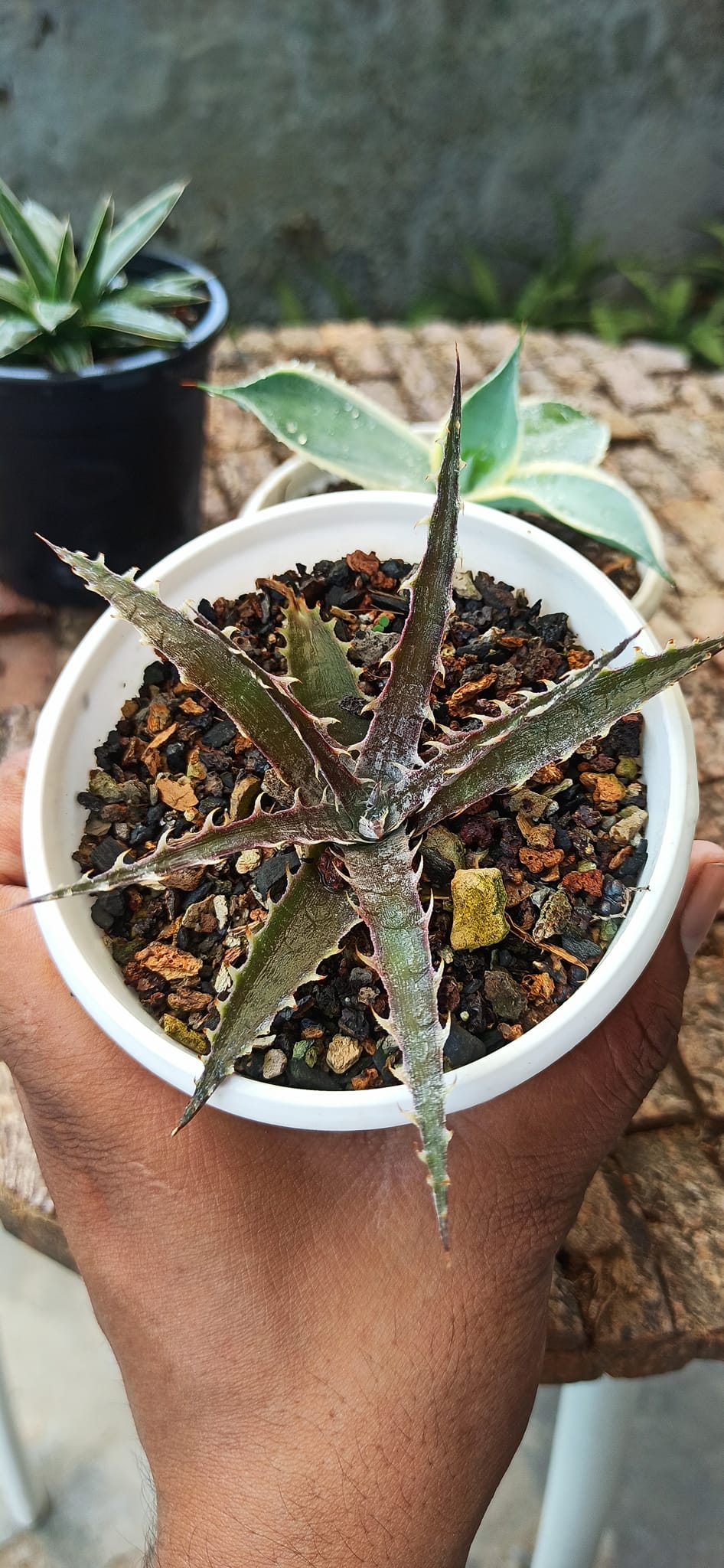 Agave Combo of 3 (A)