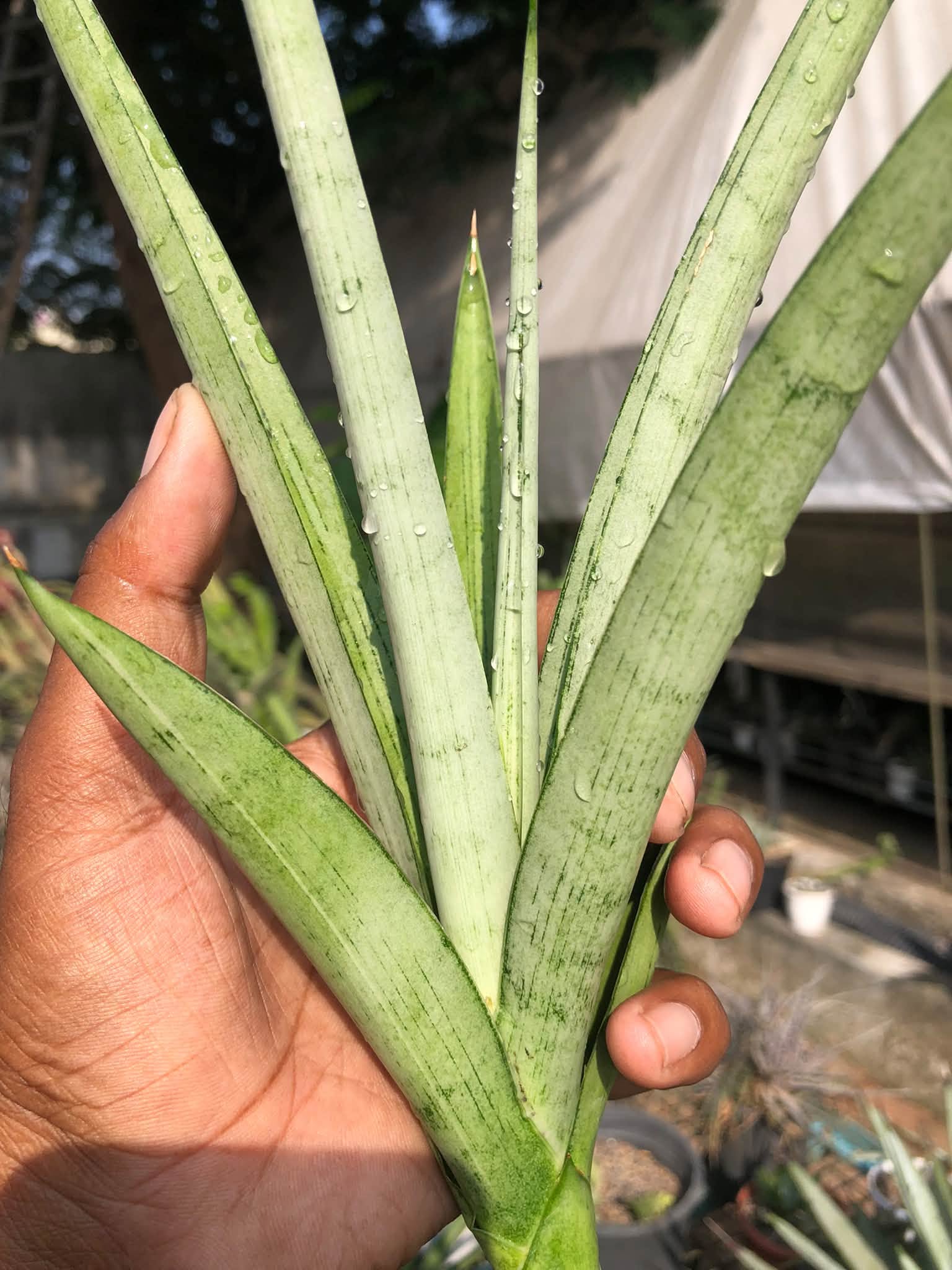 SANSEVIERIA KASIH