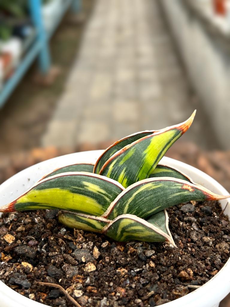 Sansevieria Rorida Variegated