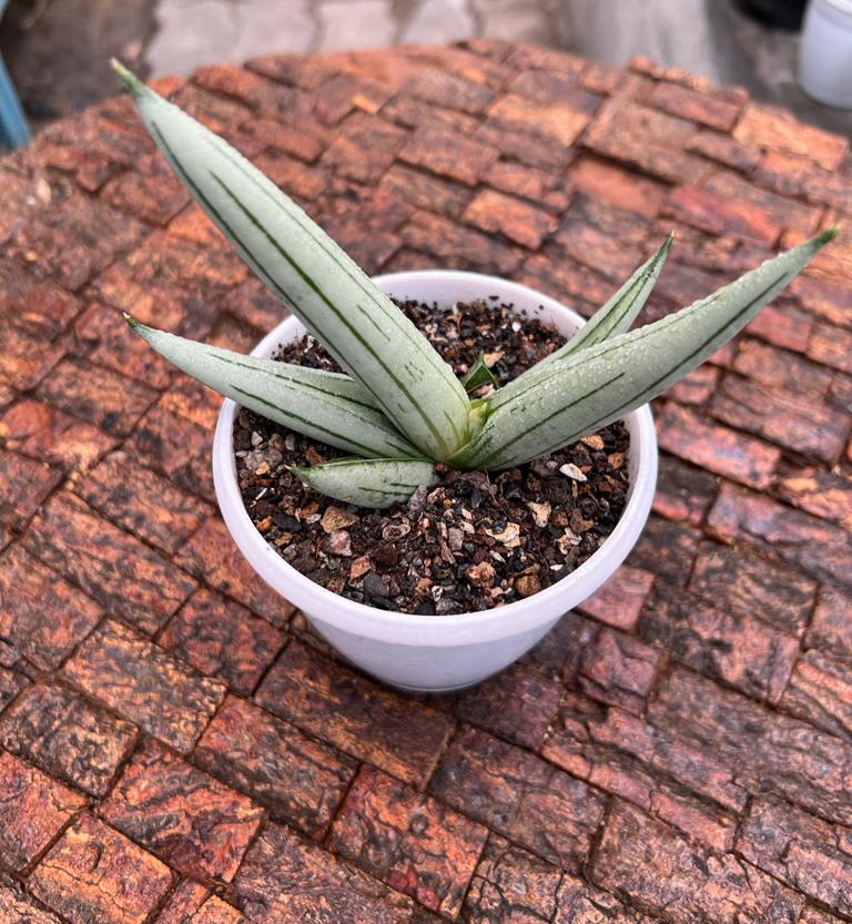 Sansevieria Iceman