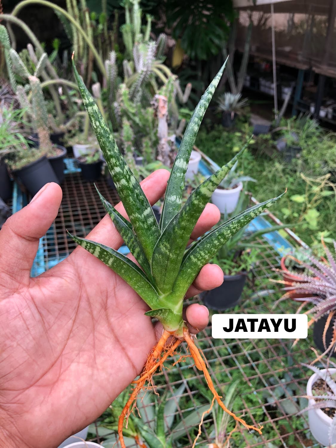 SANSEVIERIA COMBO OF 3 PLANTS