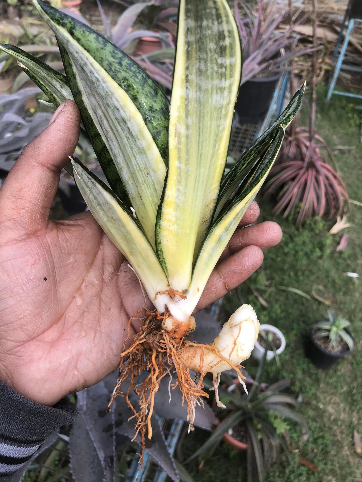 Sansevieria Hahnii Silver Zebra