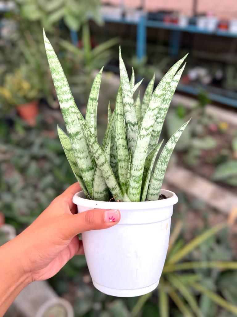 Sansevieria Moto Clump