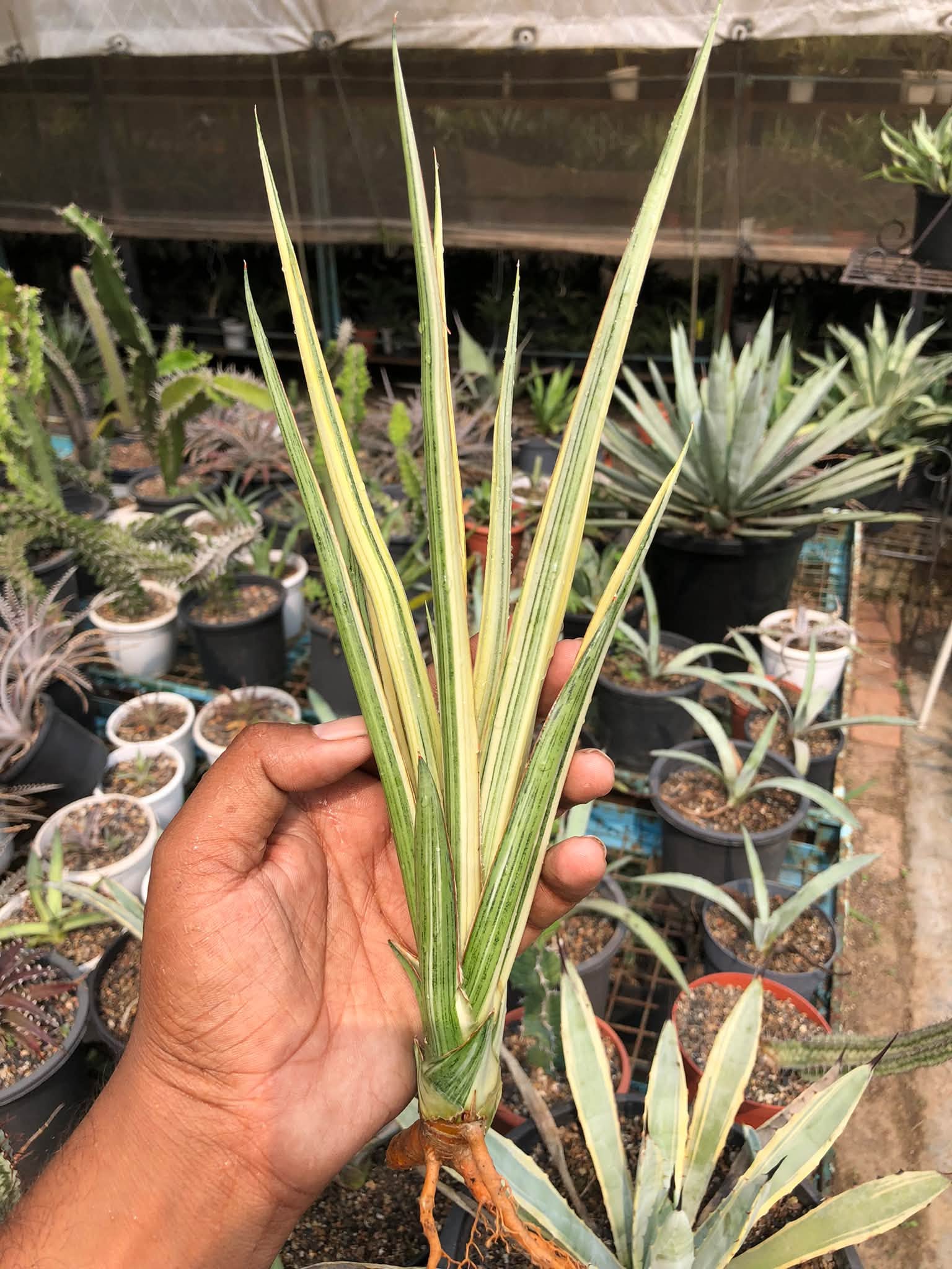 SANSEVIERIA SILVER TORCH VAR