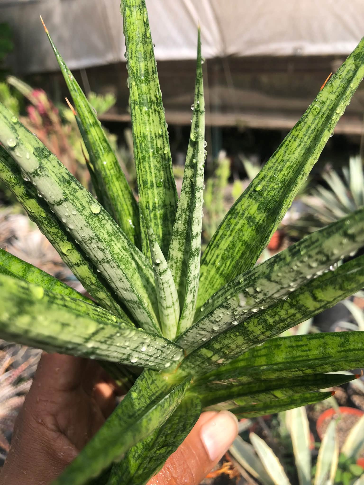 SANSEVIERIA PRIMA  HEALTHY LARGE PLANT