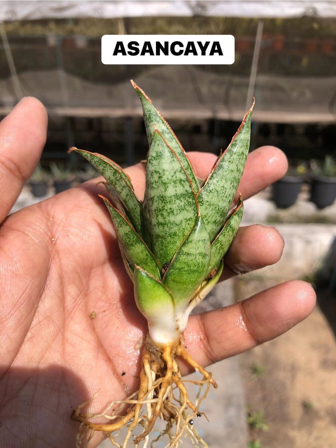 Sansevieria Combo Of 7 Plants