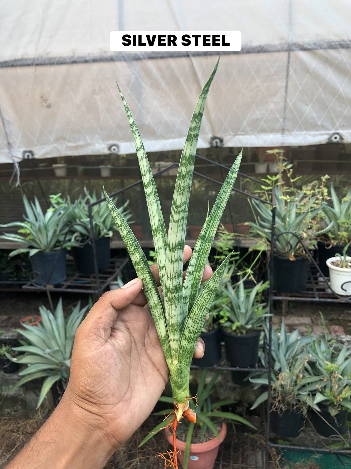 Combo No 23 : Six Sansevieria