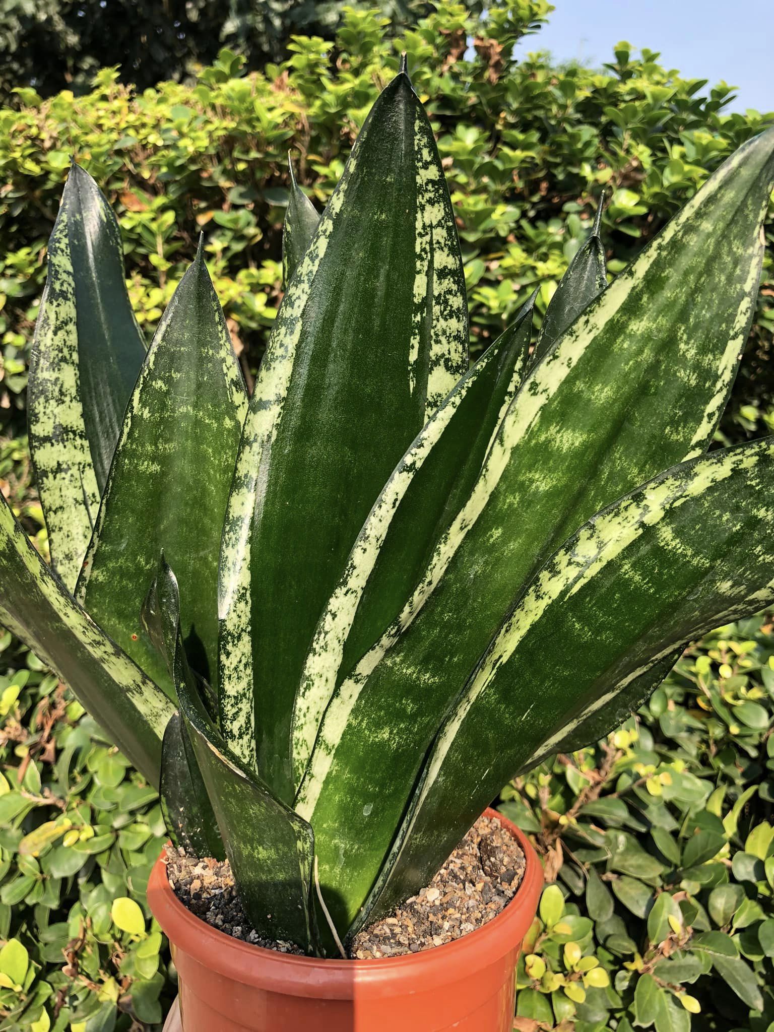 Sansevieria Whitney Clump of 3 large Plants