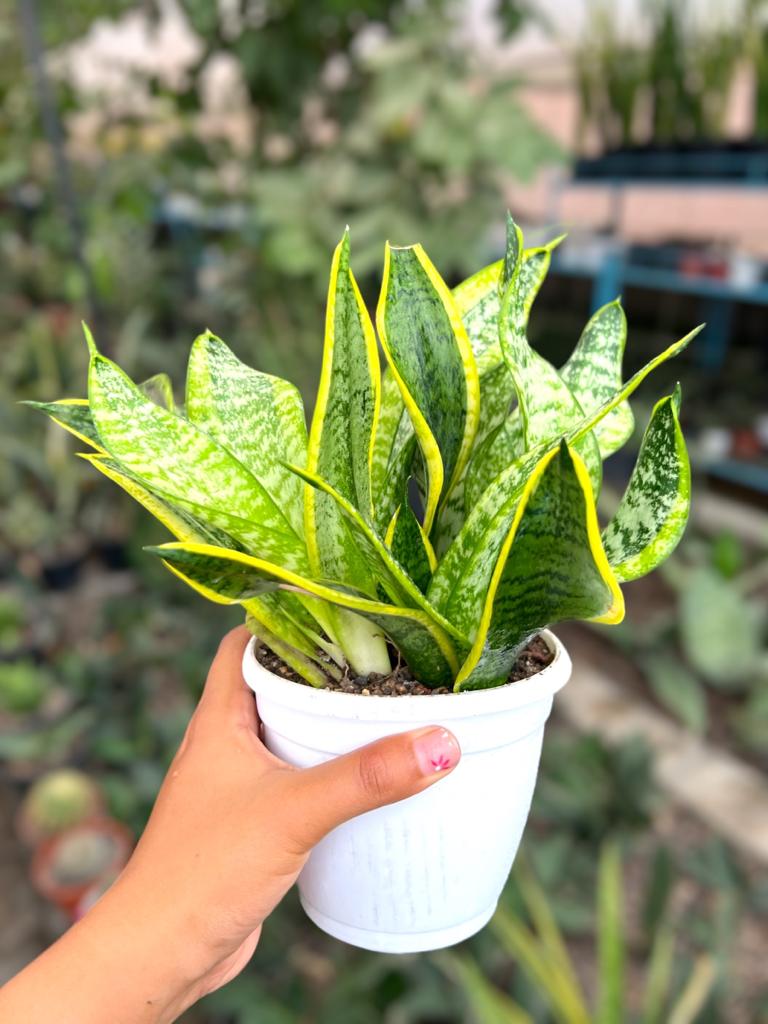 Sansevieria Twister Clump