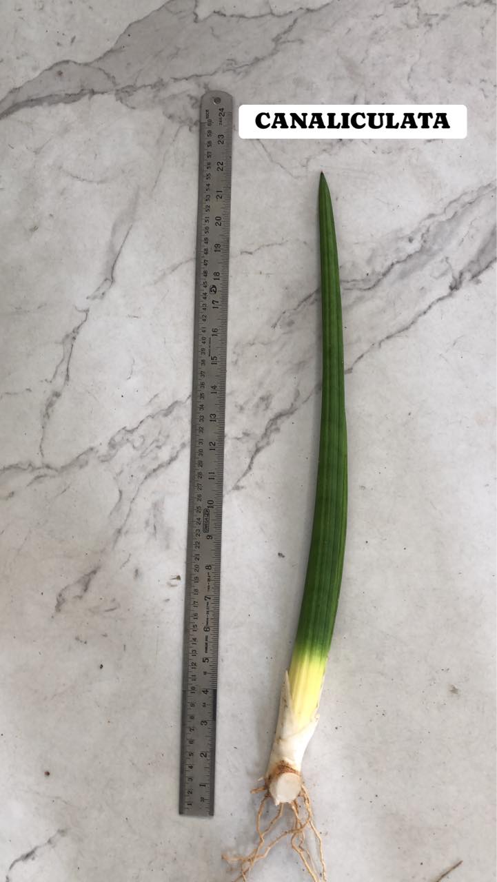 Sansevieria Combo Offer Of 3 (Z)