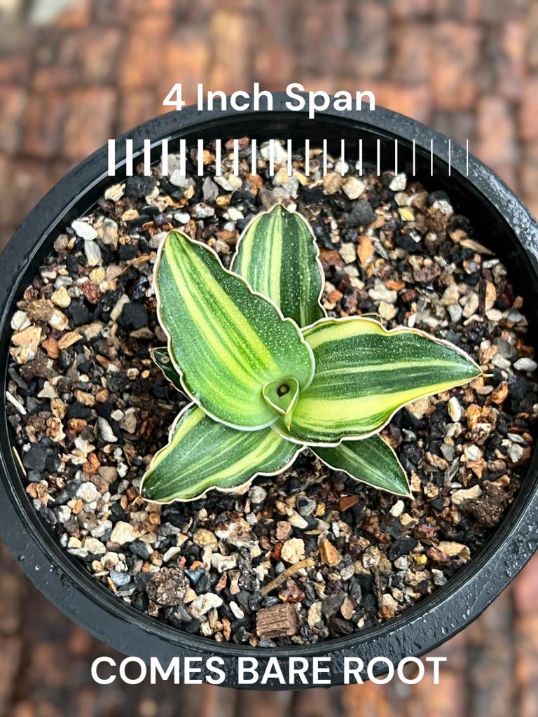 Sansevieria Blue Leaf Variegated (A)