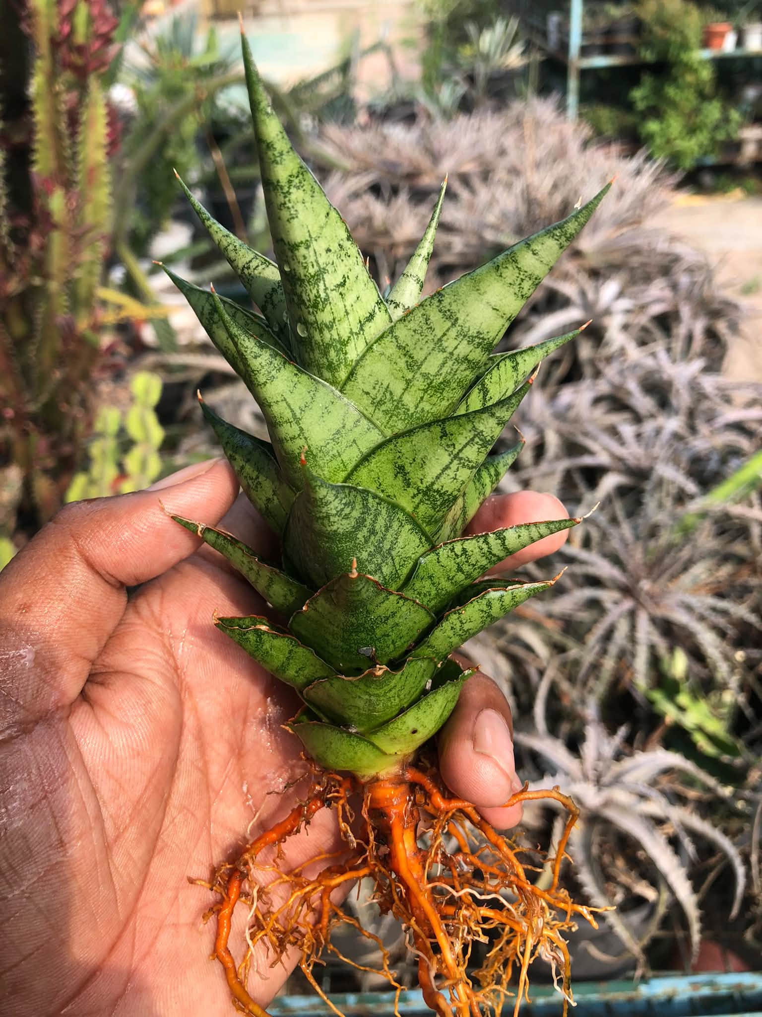 SANSEVIERIA WIN WIN MINIATURE VARIETY