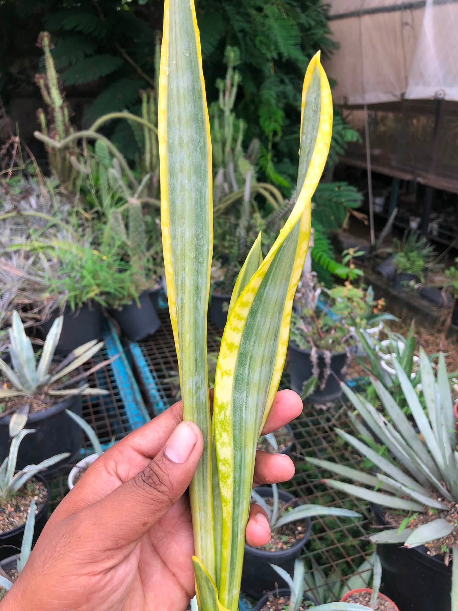 Sansevieria Trifaciata 'Aslaam'