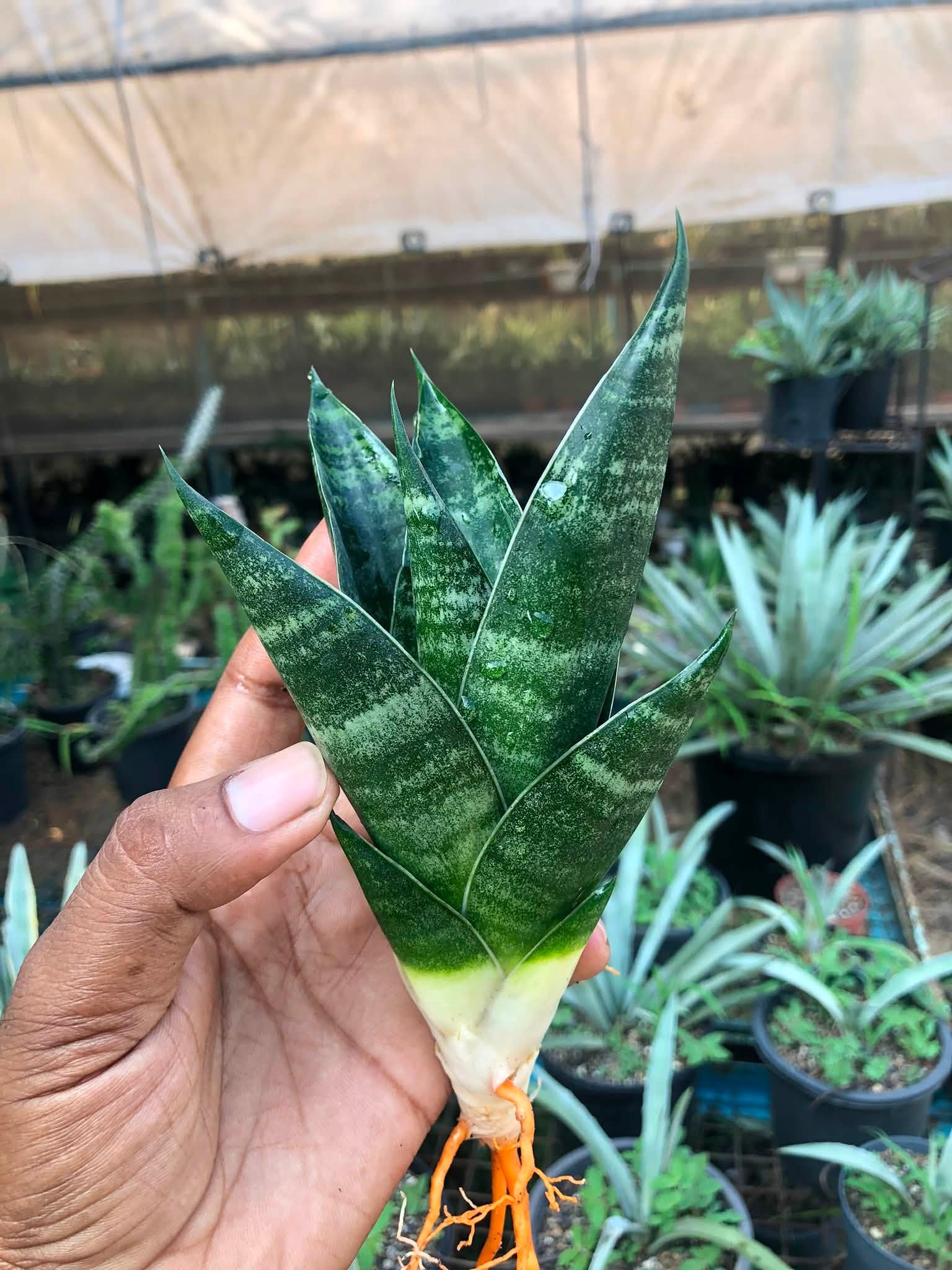Combo No 24 : Sansevieria PAGODA AND PAGODA BLACK
