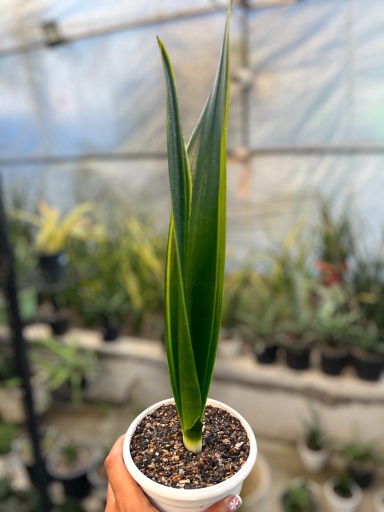 Sansevieria 'Oil Plastic'