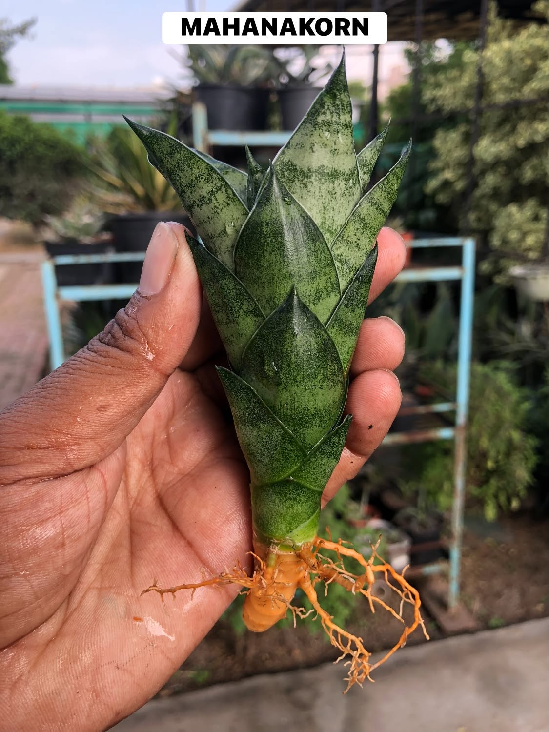 COMBO NO 29 :COMBO OF 5 SANSEVIERIA