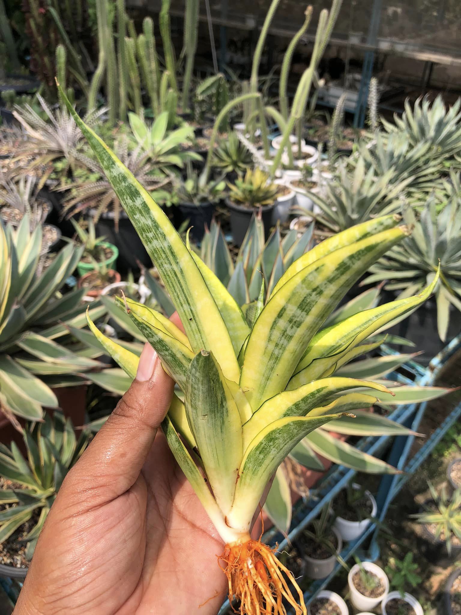 SANSEVIERIA CORDOVA VARIEGATED