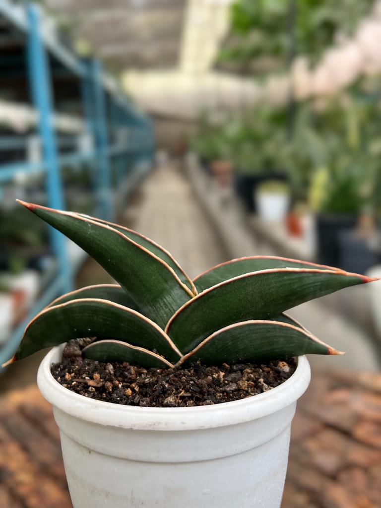 Sansevieria Rorida