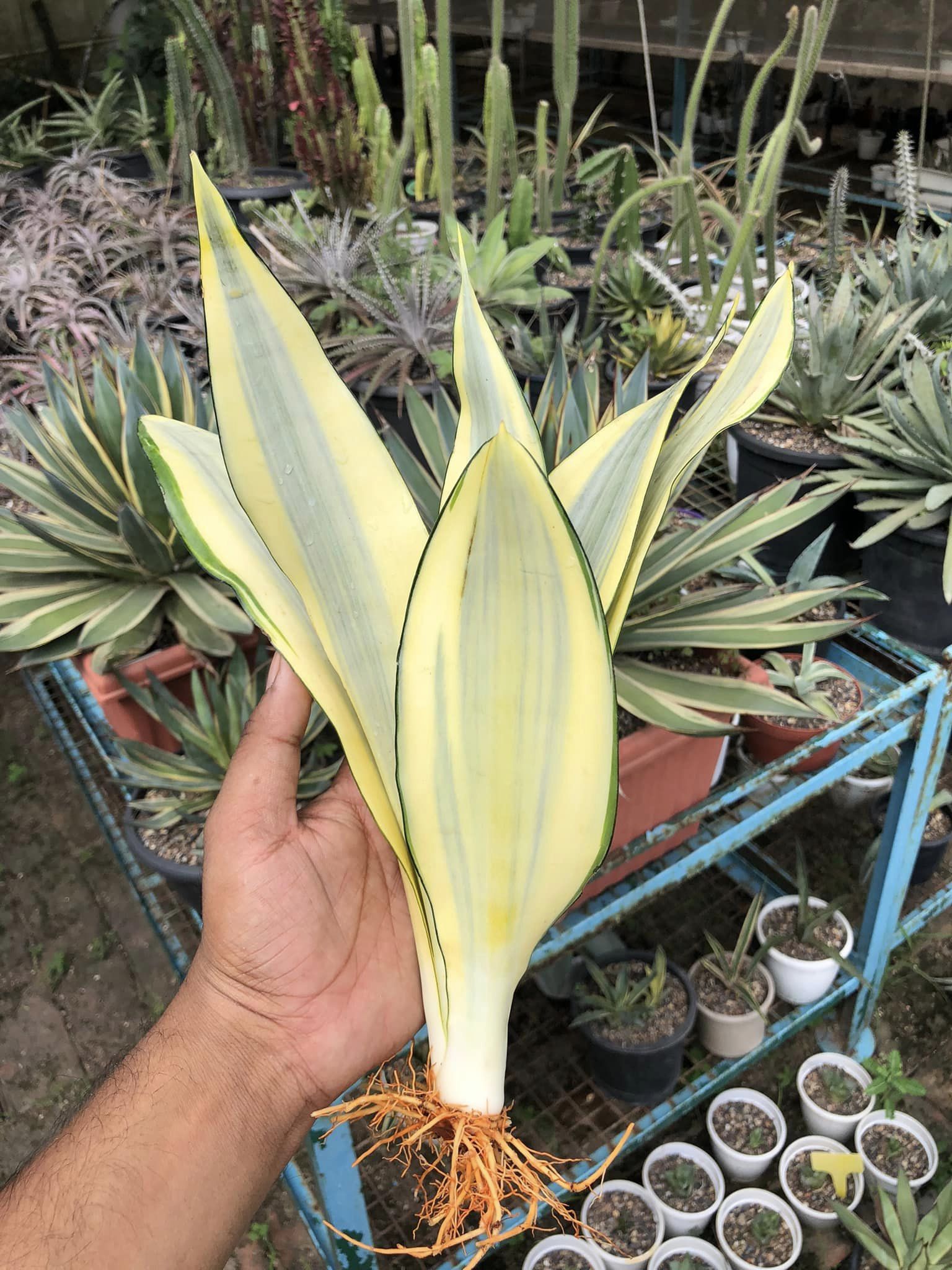 Sansevieria Trifasciata 'Ghost'