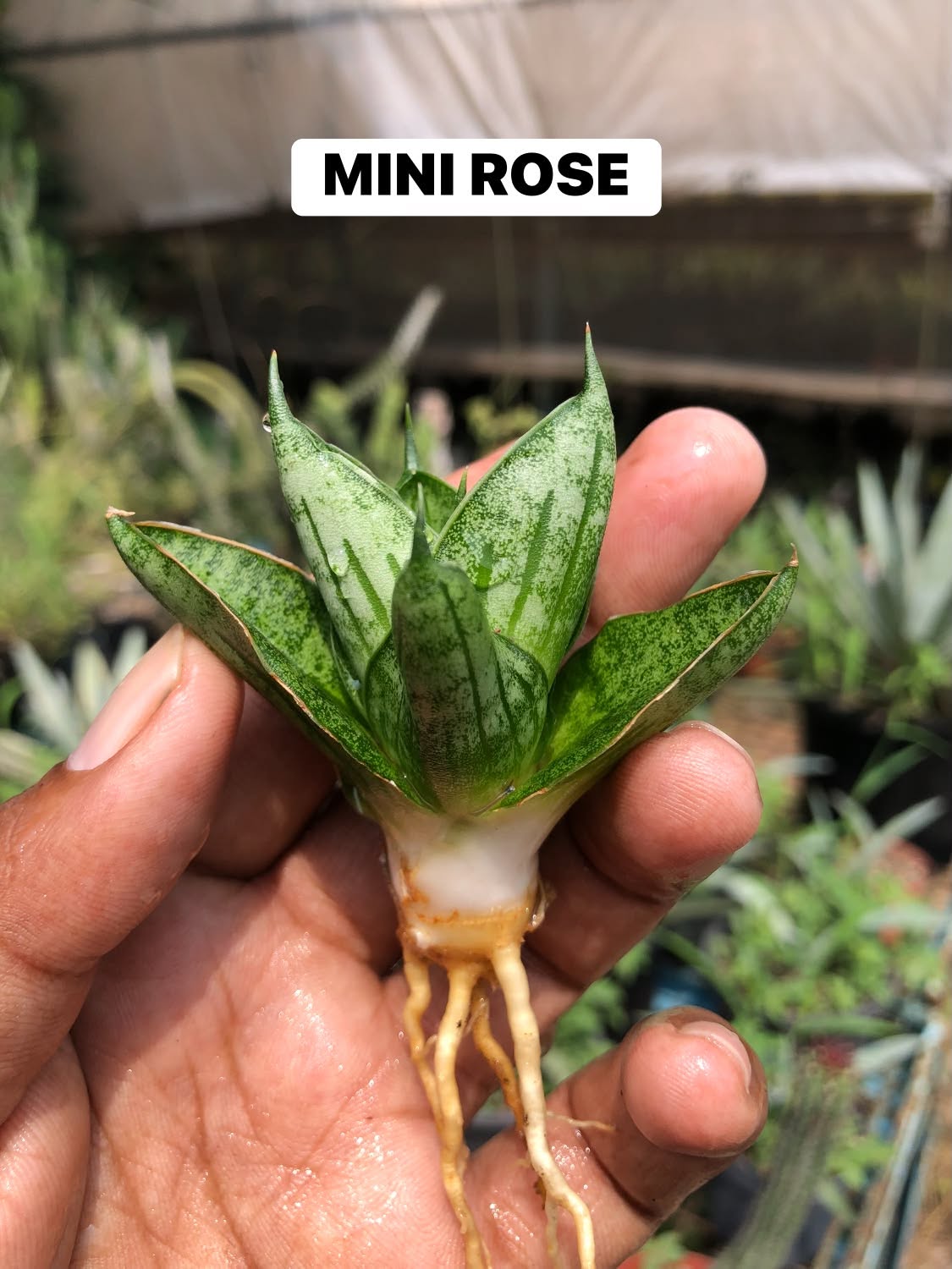 COMBO NO 28 : 3 MINI SANSEVIERIA