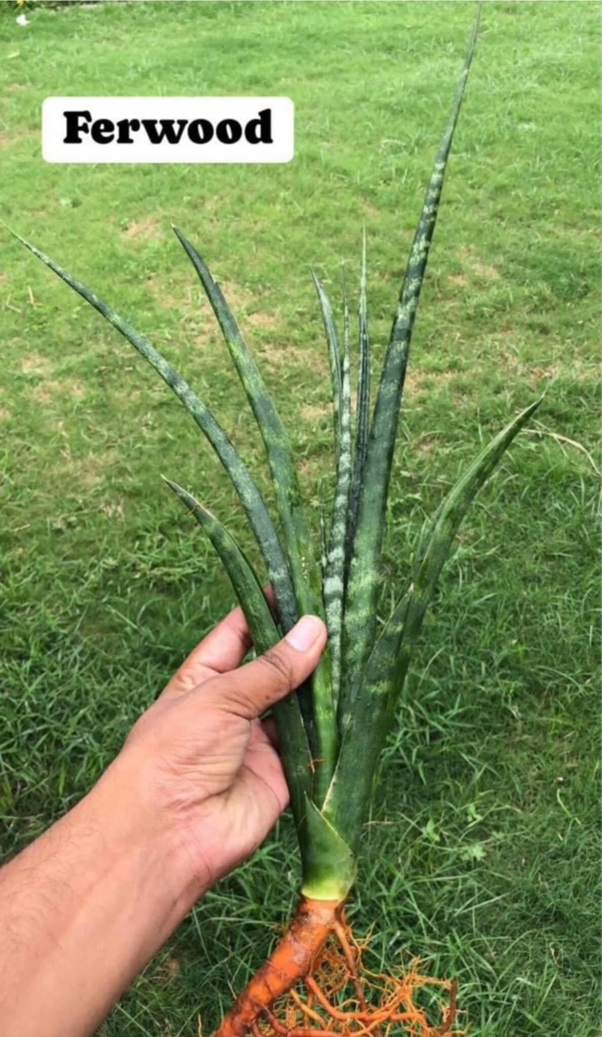 Sansevieria Combo of 7 LARGE PLANTS