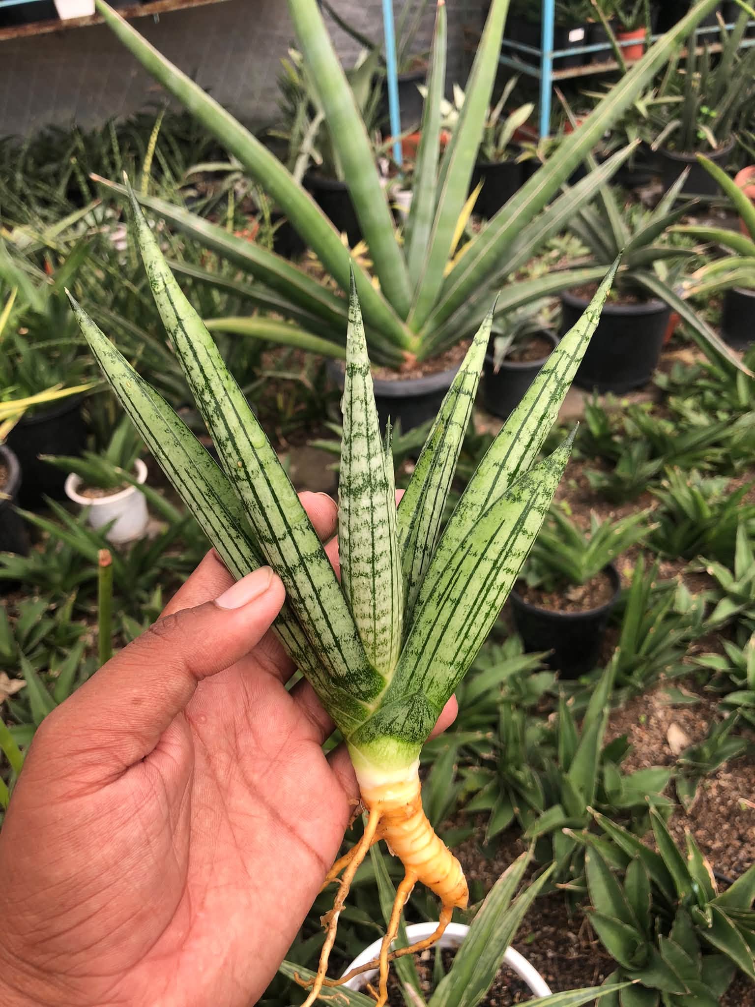 SANSEVIERIA MANJHA