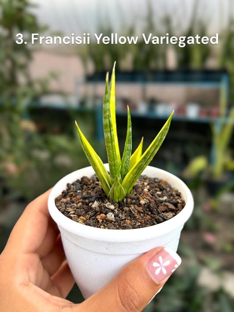 Sansevieria combo of 4 Plants